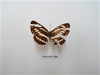 藏品(豆環蛺蝶)的圖片